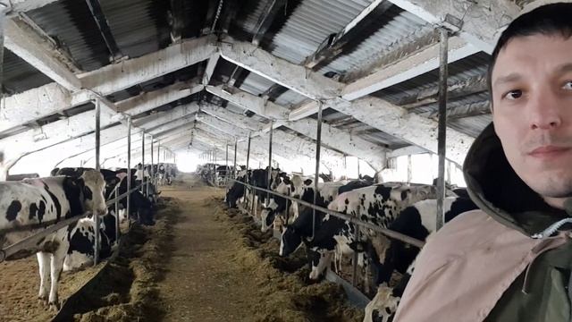 Зимняя Продажа племенных нетелей черно пестрой породы КРС #shorts смотреть онлайн