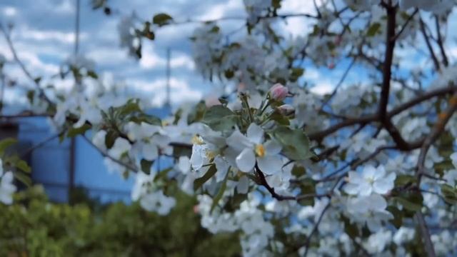 Копченая скумбрия