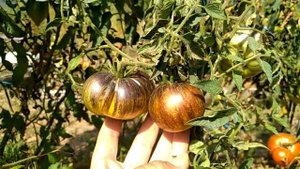 Самые красивые сорта томатов 2021.