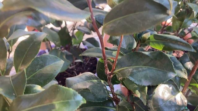 Камелии без хозяйки. 03.11.2022 смотреть онлайн