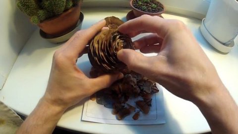 Разваливается шишка пихты