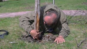 Это обязательно нужно знать каждому садоводу.  Причины появления грибов на деревьях. Полный разбор.