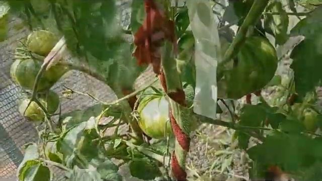 Обзор томатов в большой теплице 4 ряд смотреть онлайн