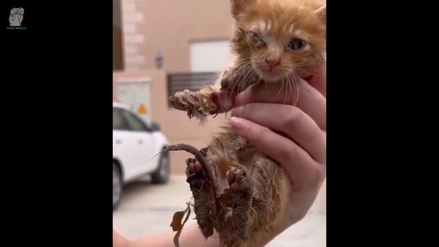 Котёнка 1 месяц уносило в канализацию, он чудом выжил и преодолел страдания смотреть онлайн