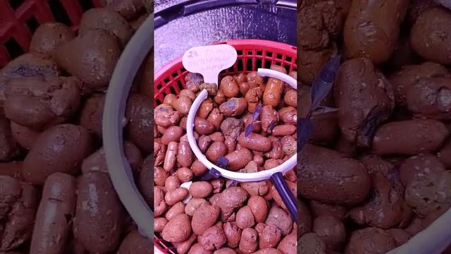 Перевалка перца Пурпурный Жемчуг на систему AquaPot Klik1 смотреть онлайн