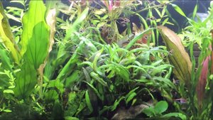 Расбора гетероморфа(Клинопятнистая). Trigonostigma heteromorpha