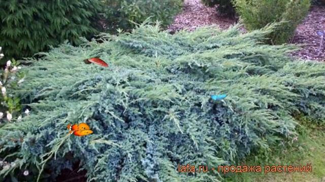 Можжевельник чешуйчатый Блю Сведе (blue swede) ? обзор: как сажать, саженцы можжевельника Блю Сведе смотреть онлайн