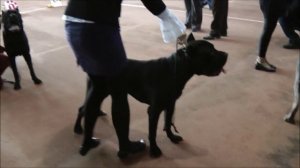 Монопородная выставка кане корсо.Лучший кобель.