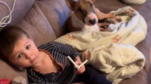 Бультерьер и дети🐶👶🏼👶🏻👶🏽