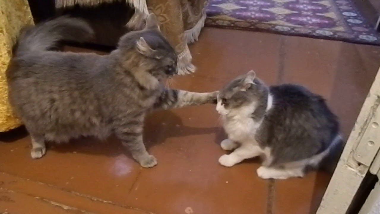 Коты ругаются. Кошка задира. Коты и дача./Cats fighting