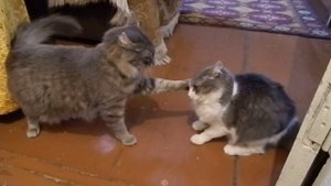 Коты ругаются. Кошка задира. Коты и дача./Cats fighting