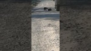 по дороге на Ковыктинское месторождение