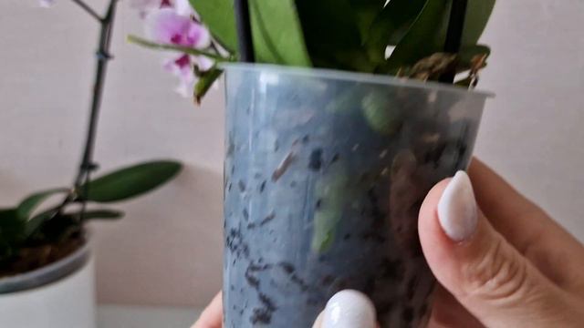 Обзор новинок Орхидеи фаленопсис мультифлора