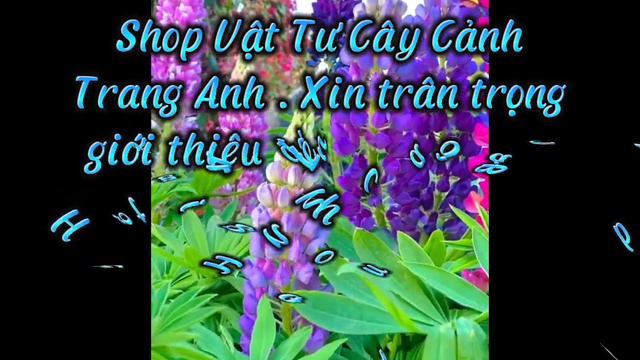 Hạt giống Hoa Đậu Lupin смотреть онлайн