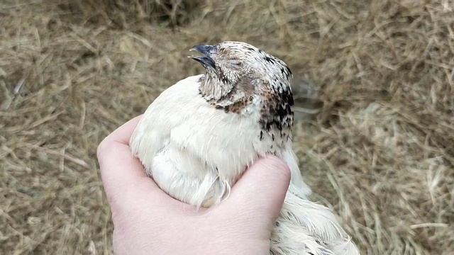 Инструмент для забоя перепелов//Чем проводить Забой удобно смотреть онлайн
