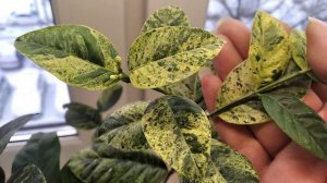 Wrightia antidysenterica Райтия Антидизентерика. Холларена вариегатная