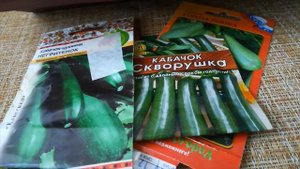 А ПУЗАТЫЙ КАБАЧОК ОТЛЕЖАЛ СЕБЕ БОЧОК (обзор семян кабачков)