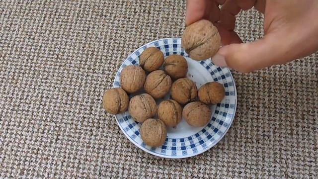 Як виростити волоський горіх з горішка смотреть онлайн