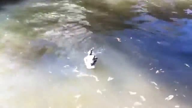 Duck flap смотреть онлайн