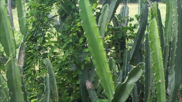 Fairy Castle Cactus, Acanthocereus tetragonus, Perambakkam, India смотреть онлайн