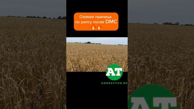 Озимая пшеница по рапсу посев DMC ?? #amazone #dmc #seeding