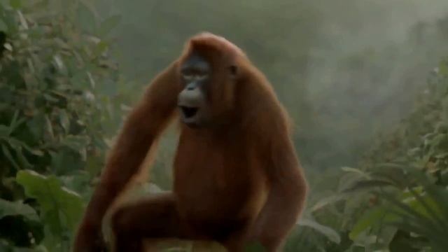 Ну Гарила,ну дает- клево танцует. смотреть онлайн