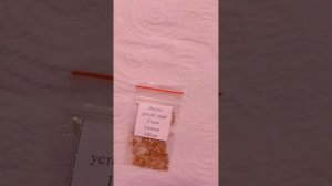 Засухоустойчивый газон - руководство по выращиванию