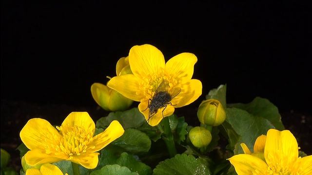 Caltha palustris und die Fliege, Caltha palustris and the fly, Caltha palustris y la mosca смотреть онлайн