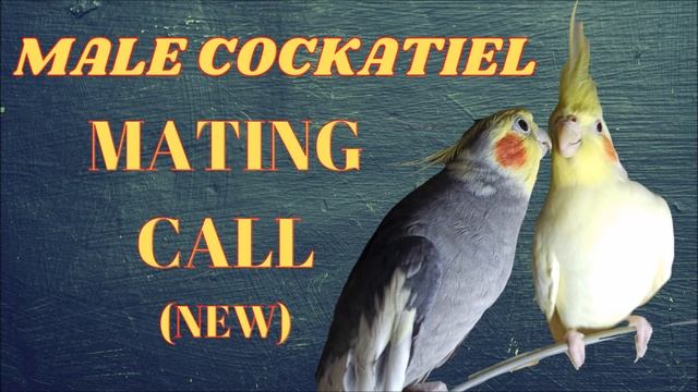 Cockatiel Mating Sounds, Mating Calls And Singings