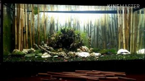 Оформление аквариума / Aquarium design