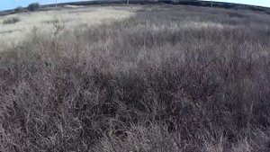 Охота на зайца с борзыми, грейхаунд. Заяц укрылся в норе, но от ягдтерьера  там не уйти.