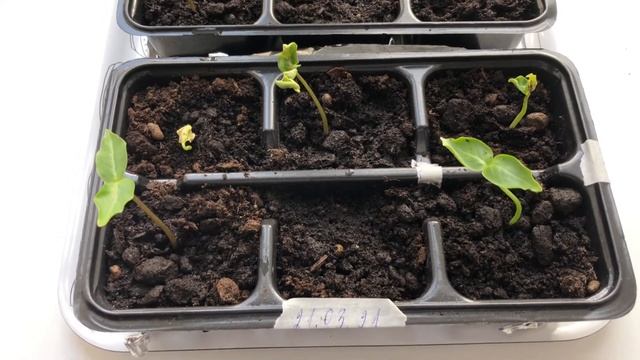 Кобея. Рассада. Посев смотреть онлайн