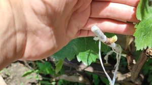 Состояние прививок через две недели. 15.06.23