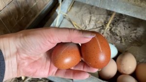 Результат мгновенно! Приучить кур нестись в гнездо! Огород к посадке готов!