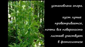 Опоры для клематисов. Часть 1. А можно без опоры?