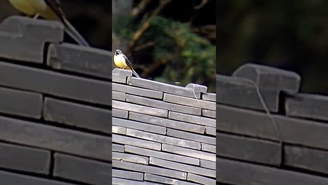 трясогузка горная .#birdwatching #wagtail #bird #birds #птицы #птица