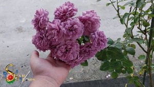Kinda Blue Rose