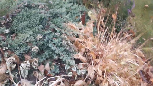 ЮККА ИЛИ ДРАЦЕНА? Давайте разберемся... смотреть онлайн