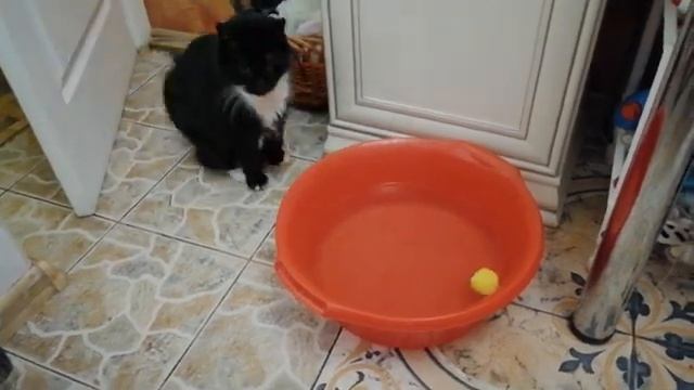 СПАСАЕМ ПИТОМЦЕВ ОТ ЖАРЫ В КВАРТИРЕ. КАК ПОМОЧЬ КОШКЕ В ЖАРУ. смотреть онлайн