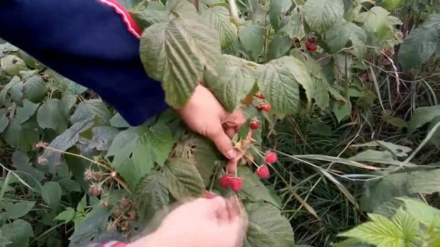 Ремонтантная малина
