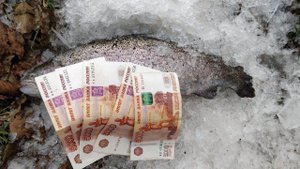О "платниках" и котлетах из форели