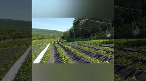 Лукошко для сбора клубники своими руками.