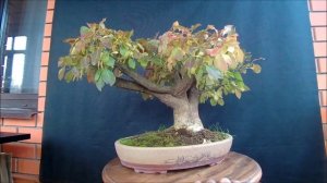Бонсай Краски осени бересклет европейский 2 Bonsai euonymus europaeus 22022