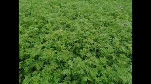 Фацелия лучший сидерат