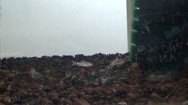 Родостомус. Красноносая тетра. Hemigrammus rhodostomus смотреть онлайн