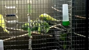 Волнистые попугаи дерутся из-за яблоневой ветки