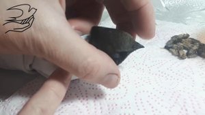 Как кормить стрижа