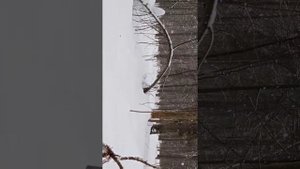 Часть 1 как строим базу в лесу?