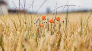 Богородице (Сербский хор + Московский Сретенский хор )видео- медитация на 8 мин