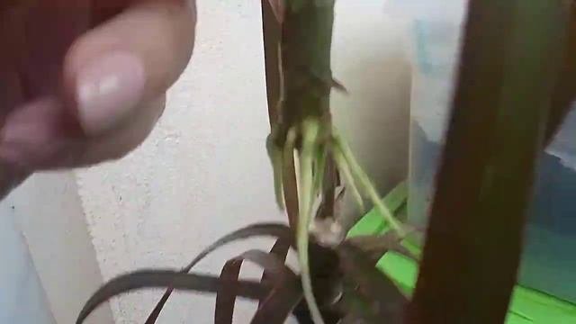 Драцена. Из одной две. Одна пустила корни, другая побеги. ?